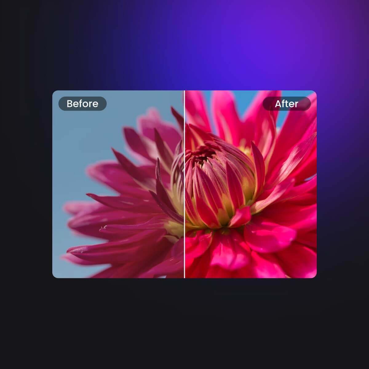 Comparaison de saturation normale et désaturée avec une fleur rose sur la photo